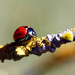 Walking on the ladybugs carpet by Angie-Pictures