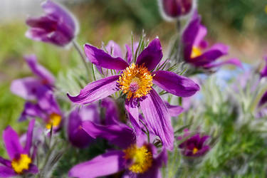 Pulsatilla vulgaris