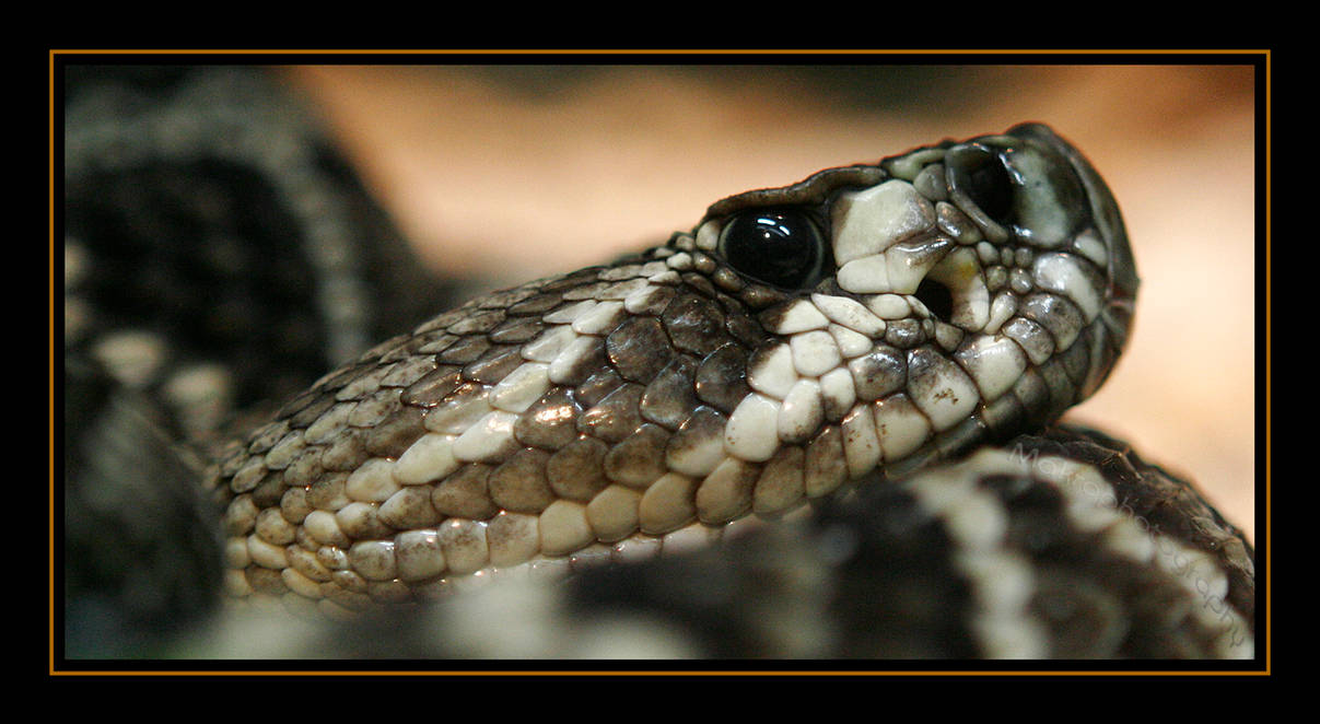 Rattlesnake