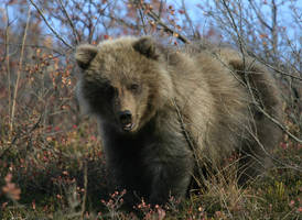 Happy Cub