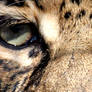 It's in the Eyes: Leopard