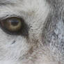 It's in the Eyes: Wolf