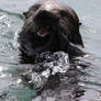 Sea Otter Lunch