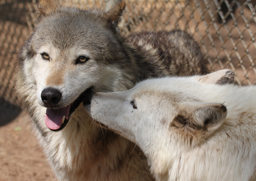 Quick Kiss