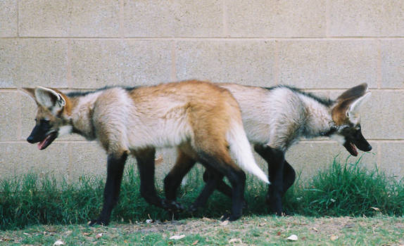 Maned Wolf Twins