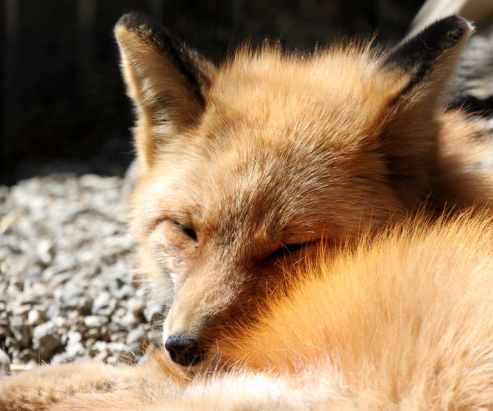 Sleeping Fox