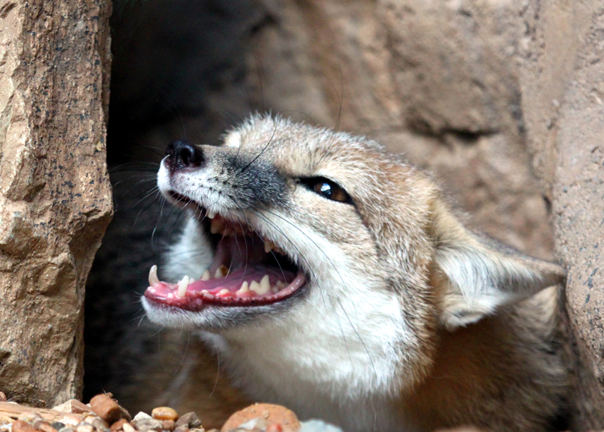 Swift Fox Angry