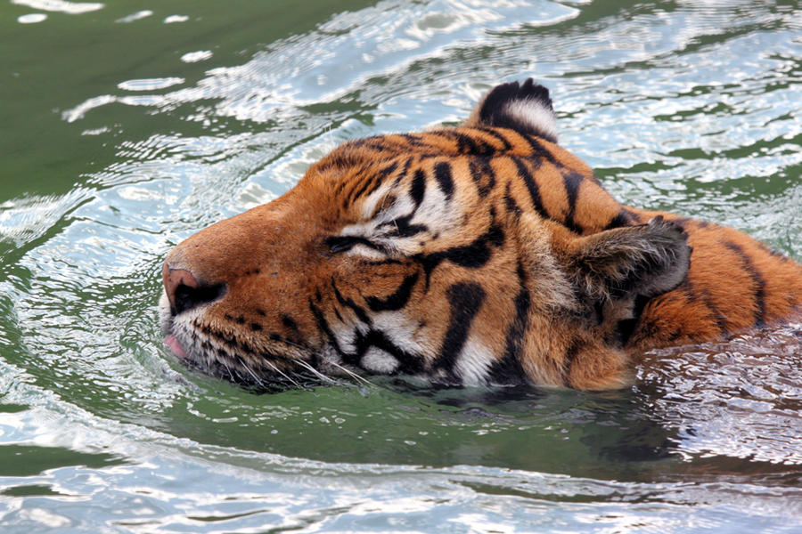 Swimming Tiger