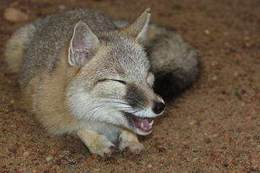 Swift Fox Laughter