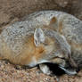 Swift Fox Pillow