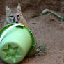 Swift Fox Bucket