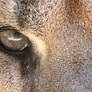 It's In The Eyes: Cougar
