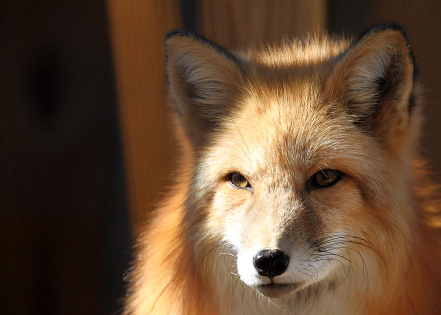 Fox in the Sun