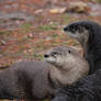 Otter Huddle