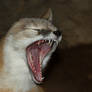 Swift Fox Scream