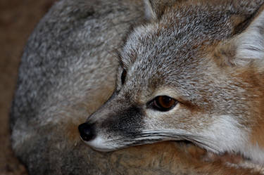 Swift Fox Apprehensive