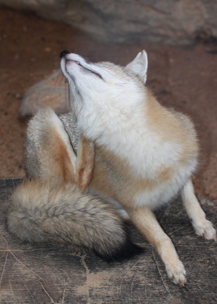 Swift Fox Scratch