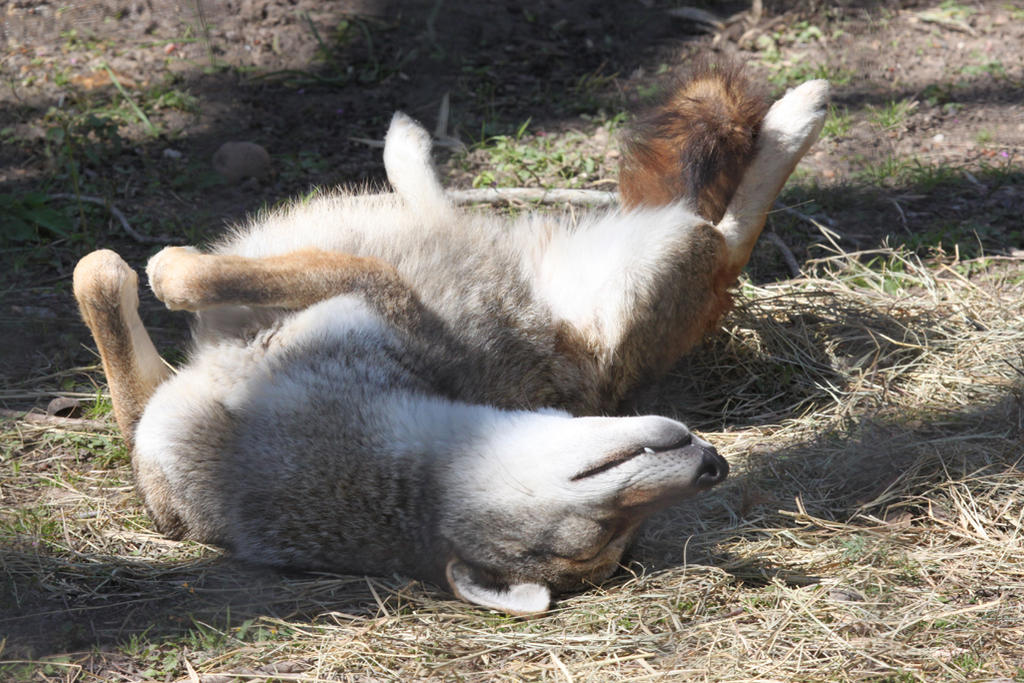 Coyote Sunbath