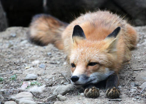Drowsy Fox