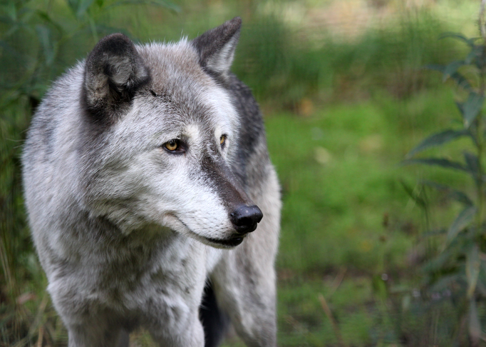 Graying Wolf