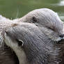 Otter Hugs