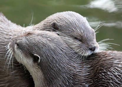 Otter Hugs