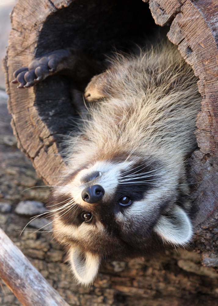 Cuter in a Log