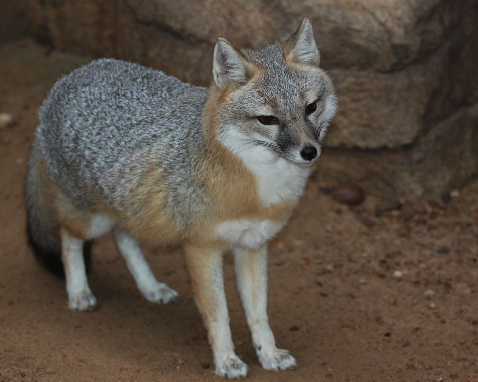 Swift Fox Curiosity