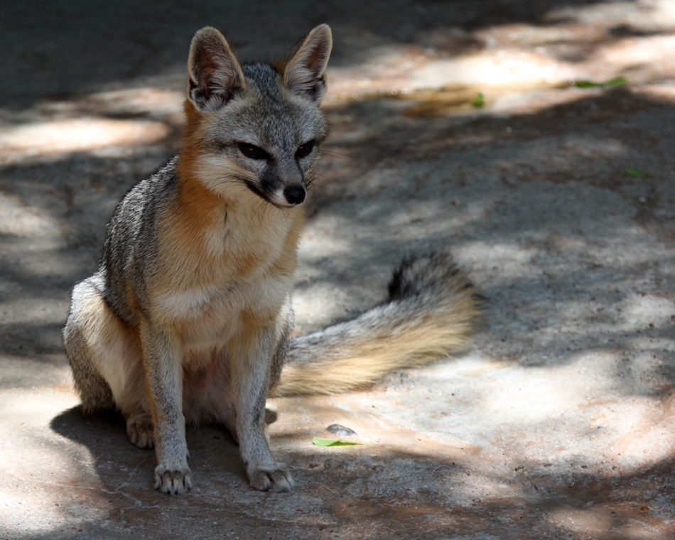 Grey Fox Sitting Pretty