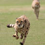 Cheetah Hover