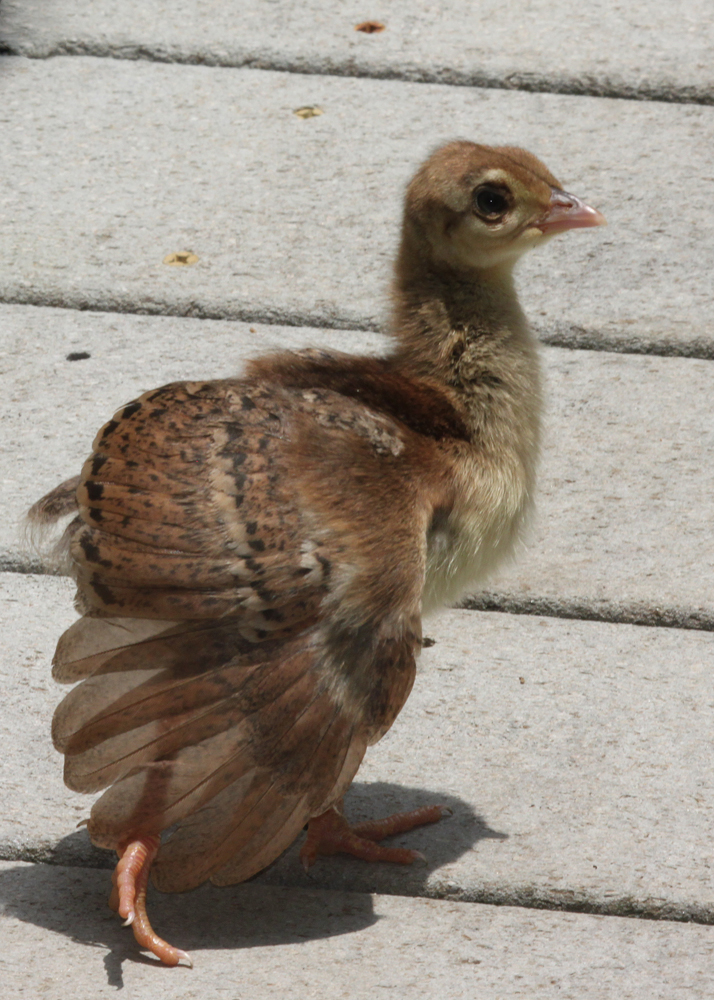 Peachick