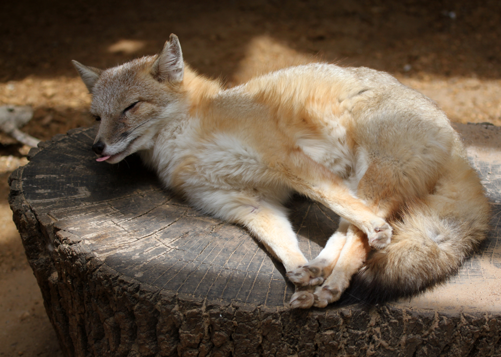 Swift Fox Morning Stretch