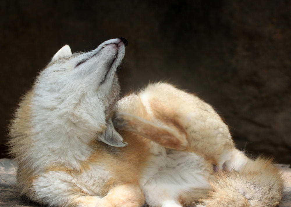 Fox Angle Swift Fox Angle by Jack-13 on DeviantArt