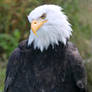 Eagle Portrait