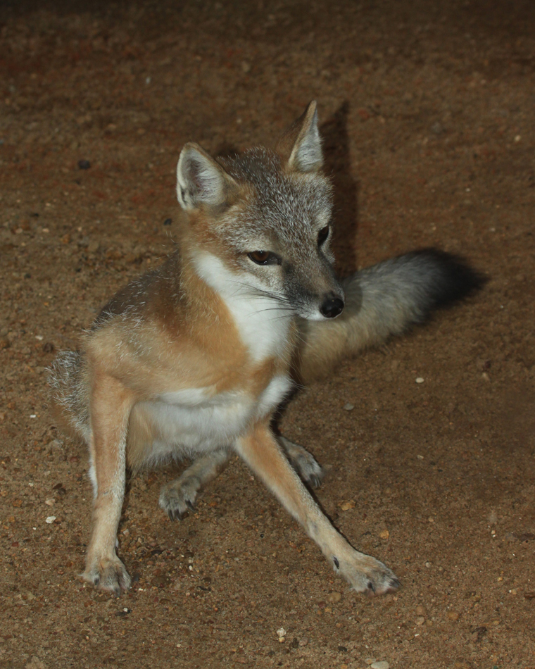 Swift Fox Awkward