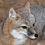 Swift Fox Swagger