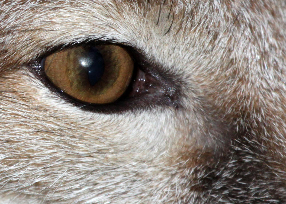Swift Fox Eye 2 By Jack 13 On Deviantart