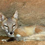 Swift Fox Afternoon