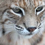 Bobcat Intensity