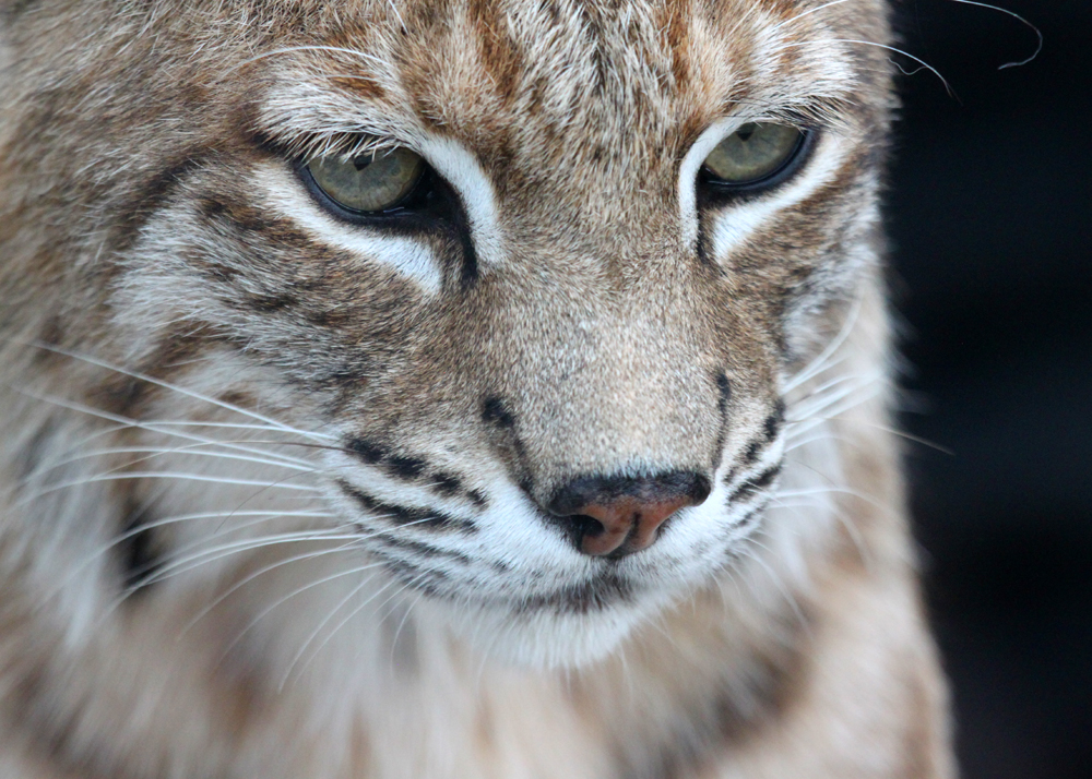 Bobcat Intensity