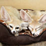 Fennec Snuggle