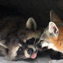 Intimate Animals