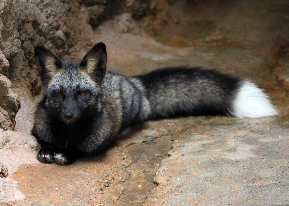 Grumpy Cross Vixen