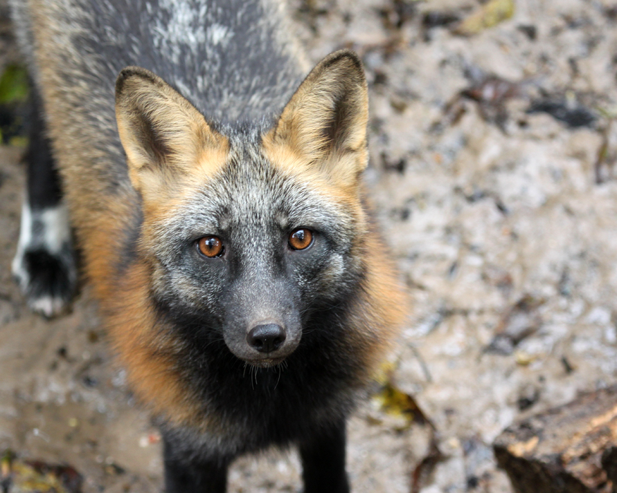 Sweet Cross Fox Kit By Jack 13 On Deviantart Sweet Cross Fox Kit By Jack 13 On Deviantart