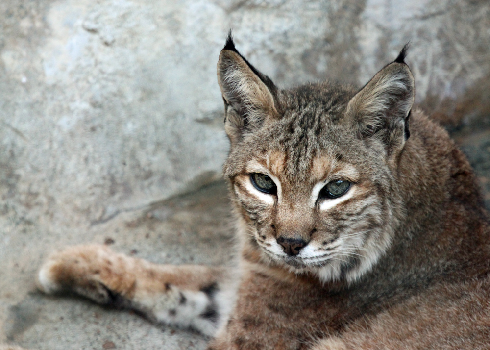 Silver Eyed Bobcat