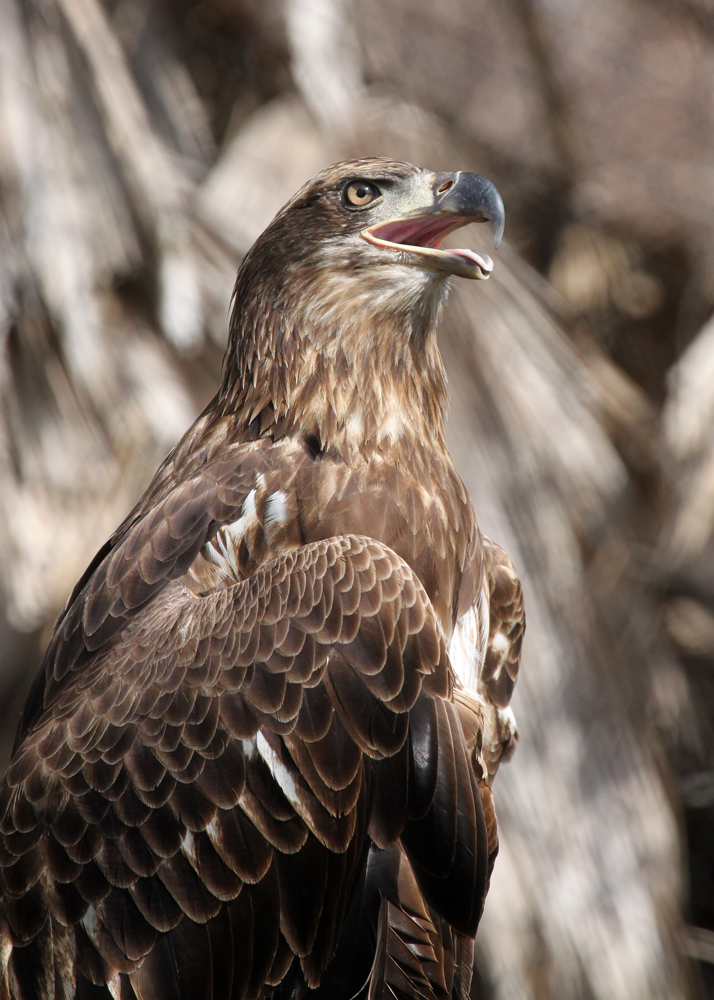 Young Eagle