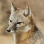 Swift Fox Ear Knotch