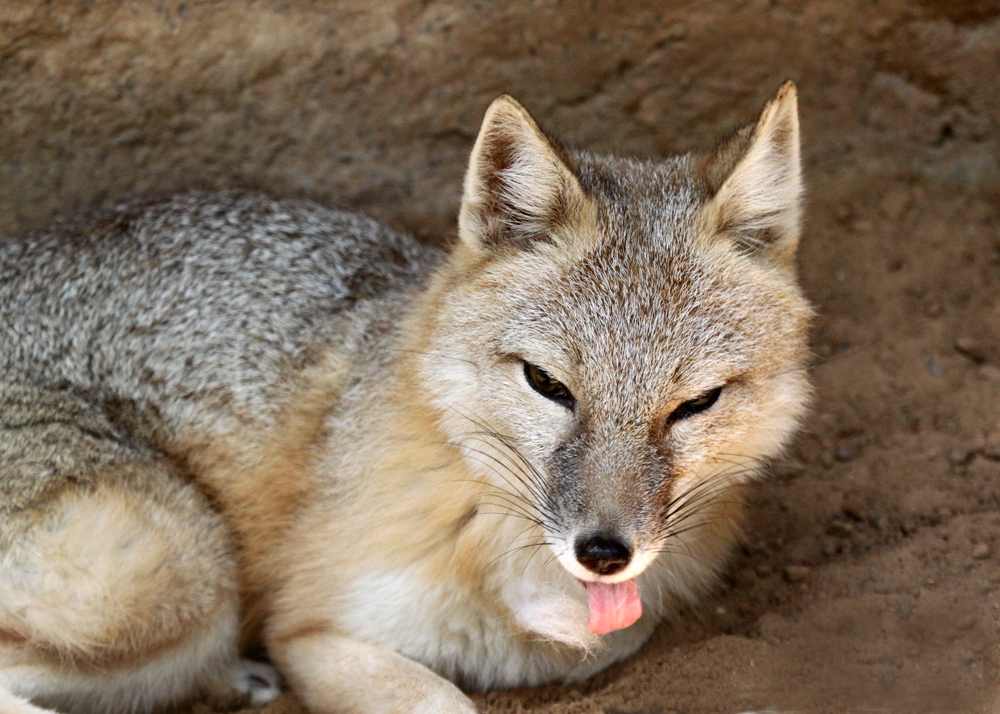 Swift Fox Sass