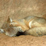 Swift Fox Headache