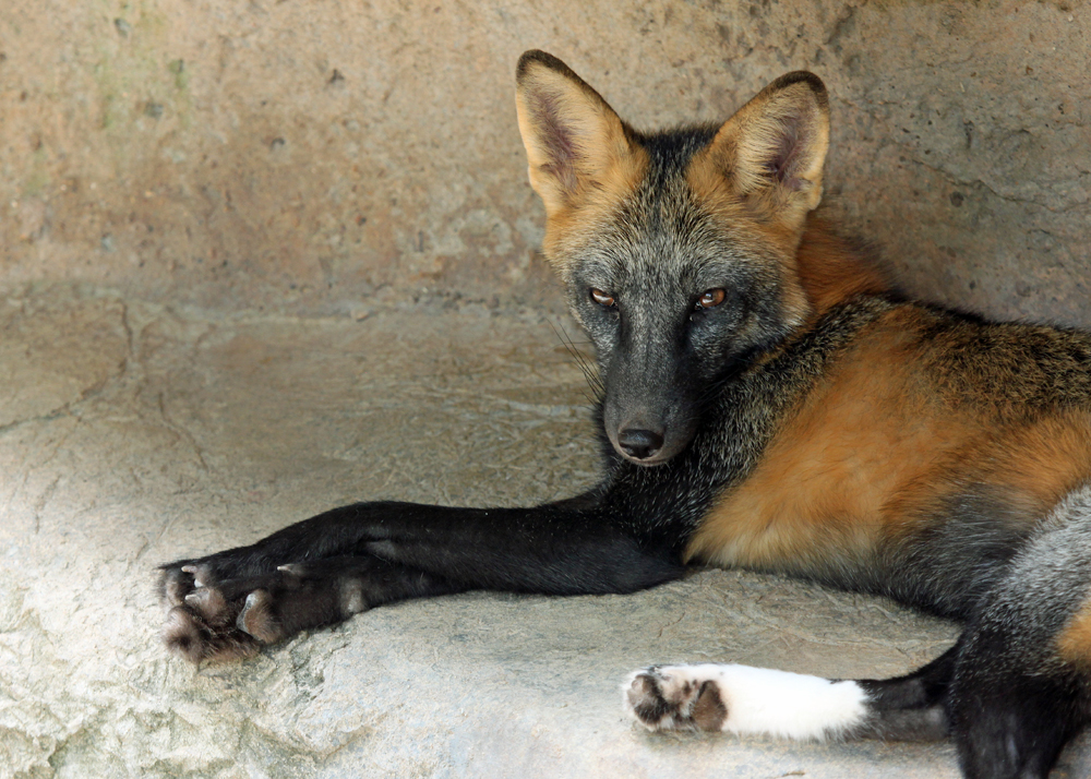 A Cross Cross Fox Kit By Jack 13 On Deviantart A Cross Cross Fox Kit By Jack 13 On Deviantart